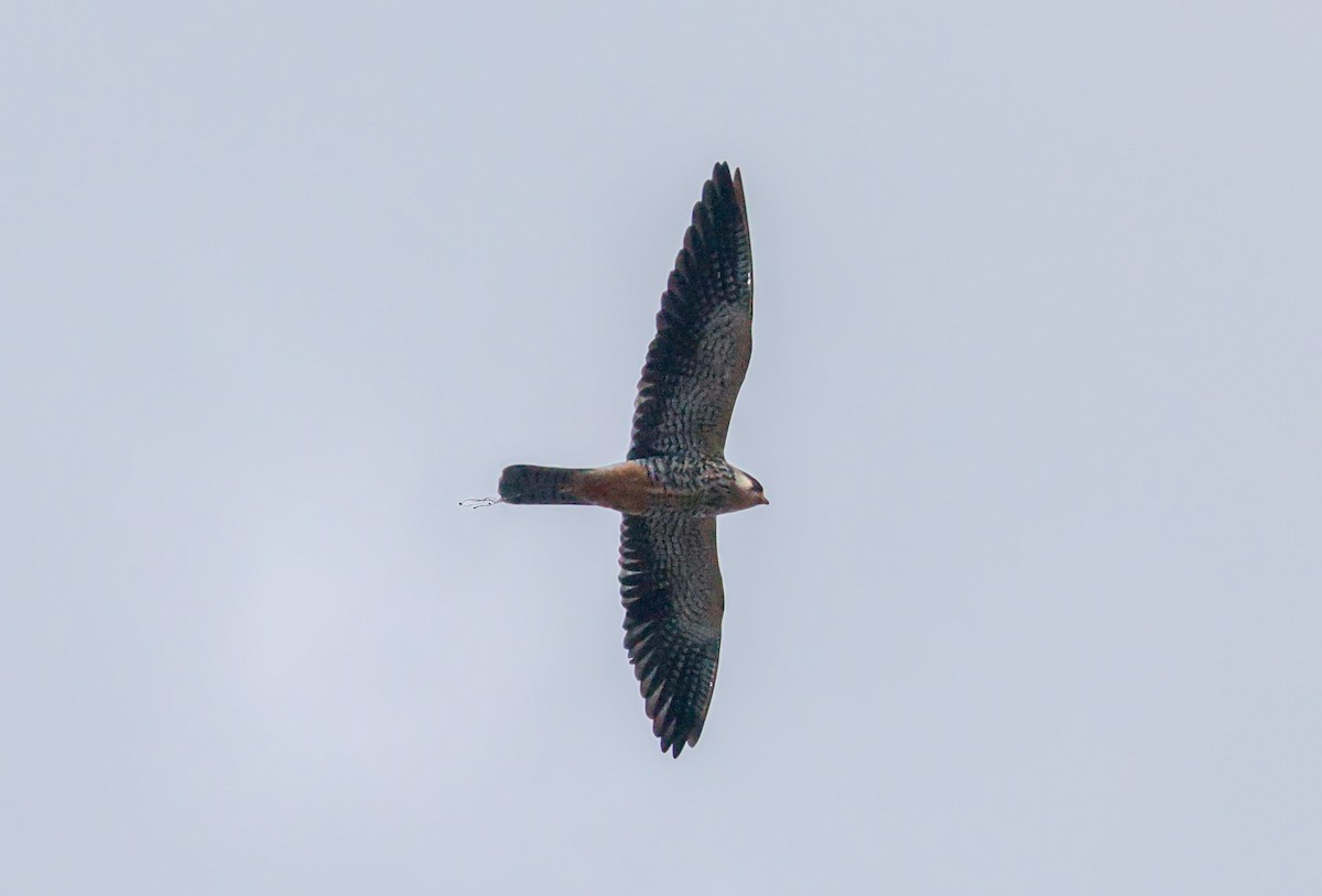 Amur Falcon - ML645493584