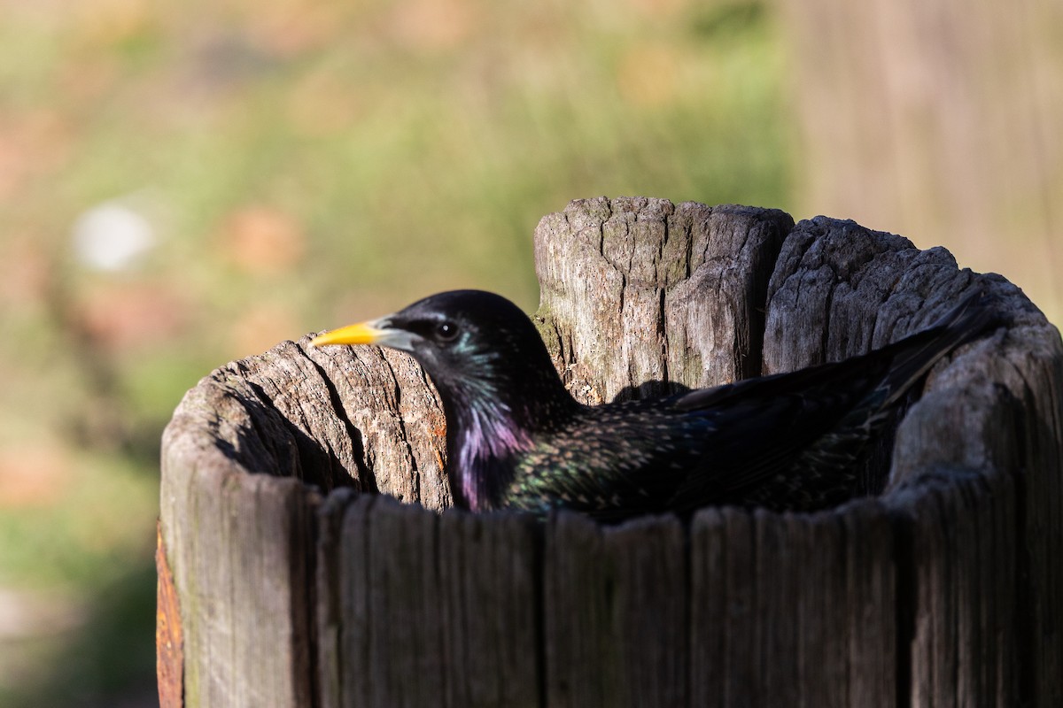 Шпак звичайний - ML645493589