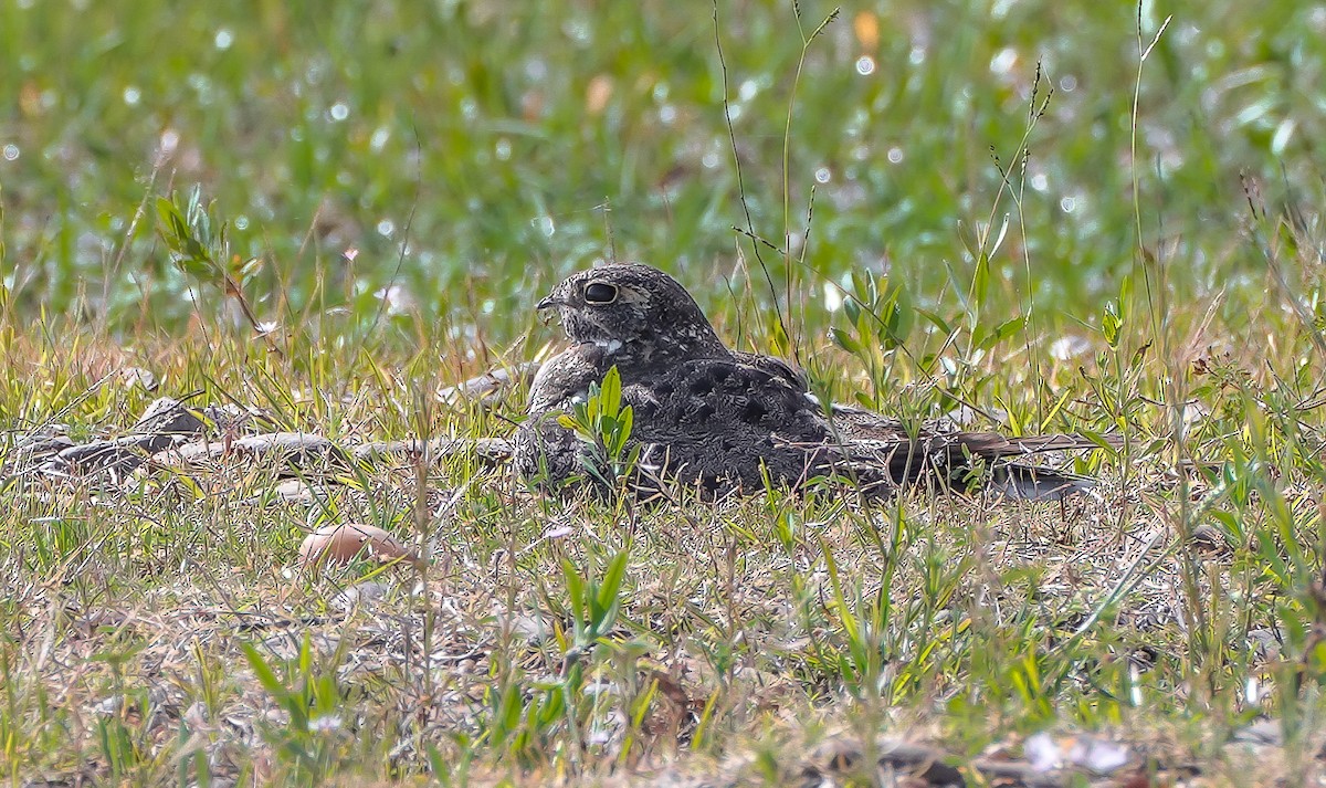 Nacunda Nighthawk - ML645493606