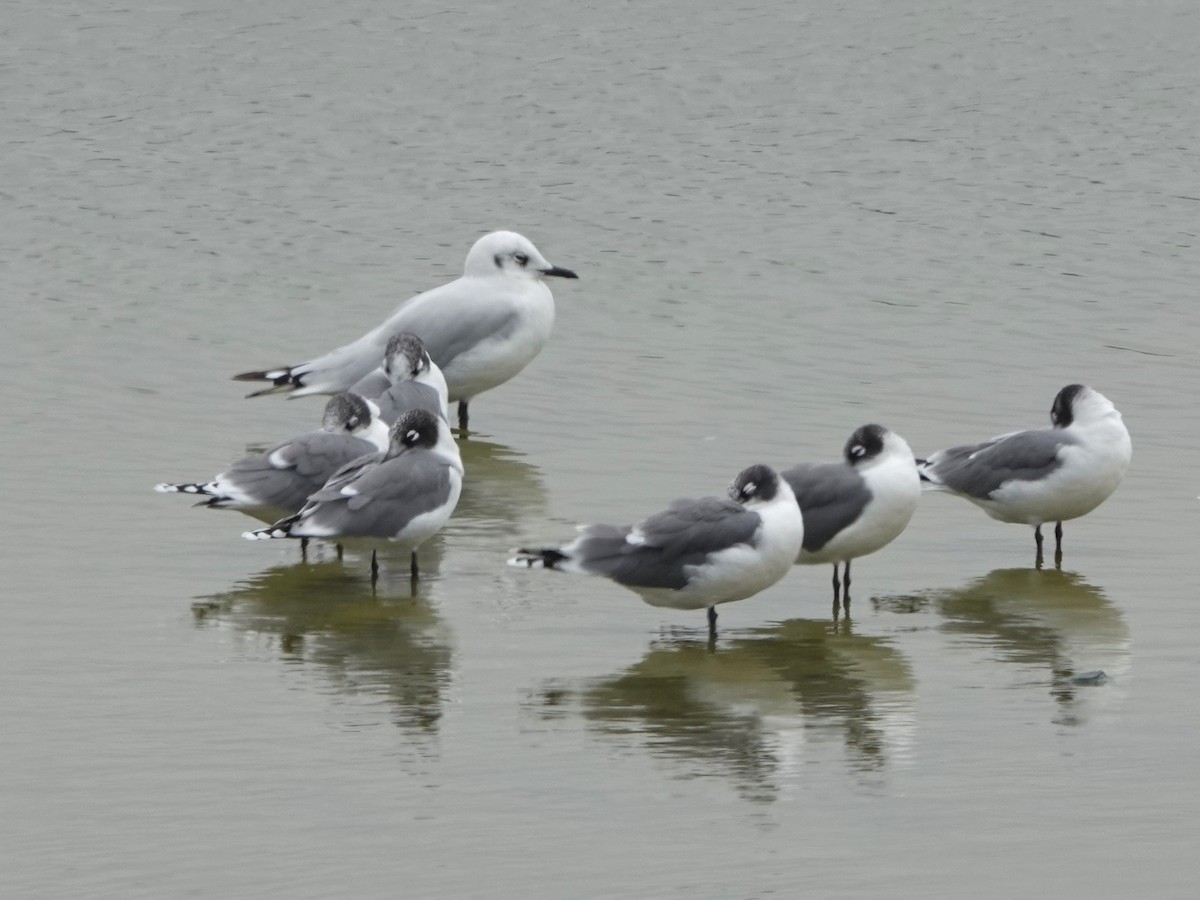 Andean Gull - ML645493607