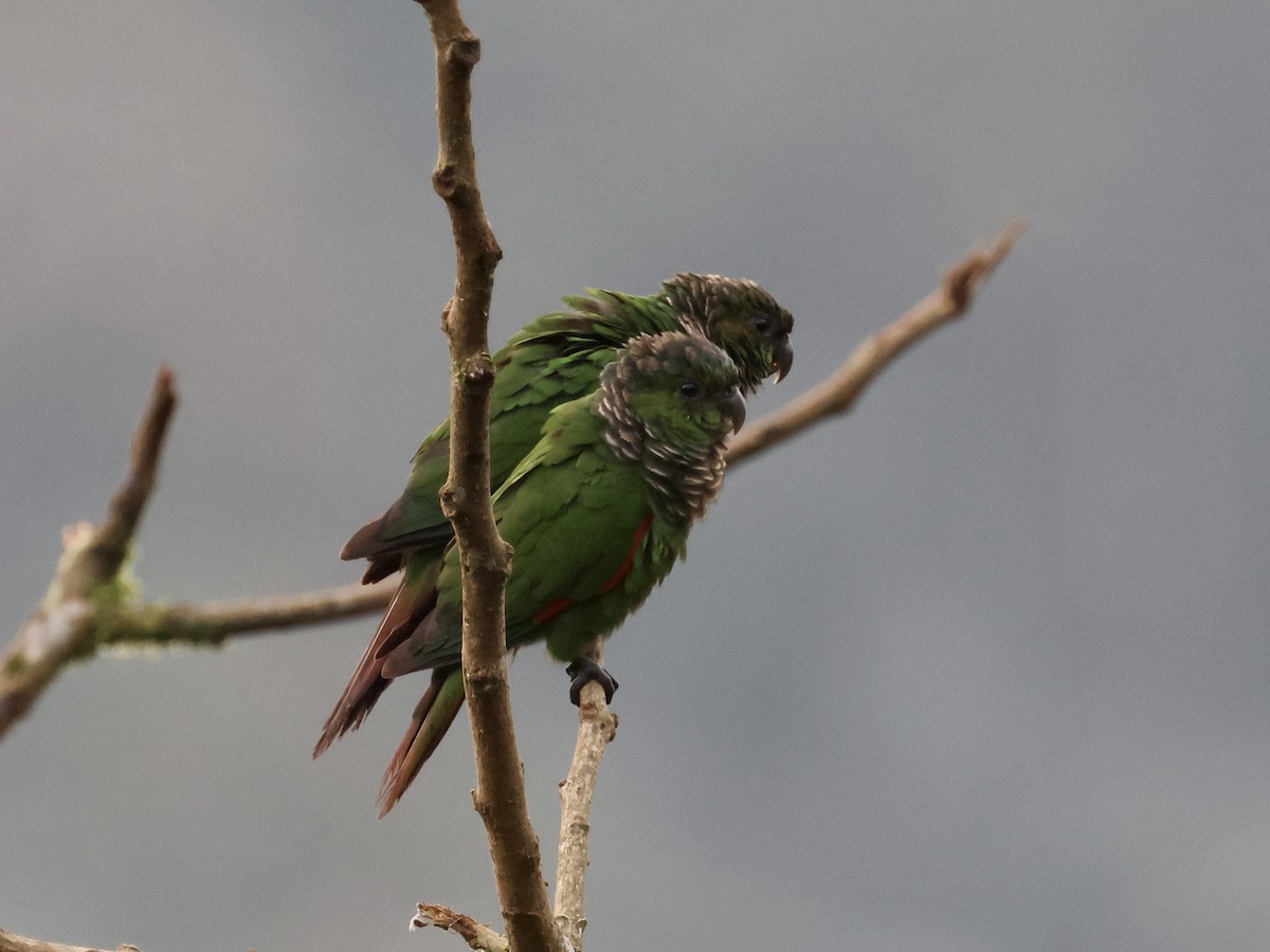 Котора темнохвостий - ML645493608