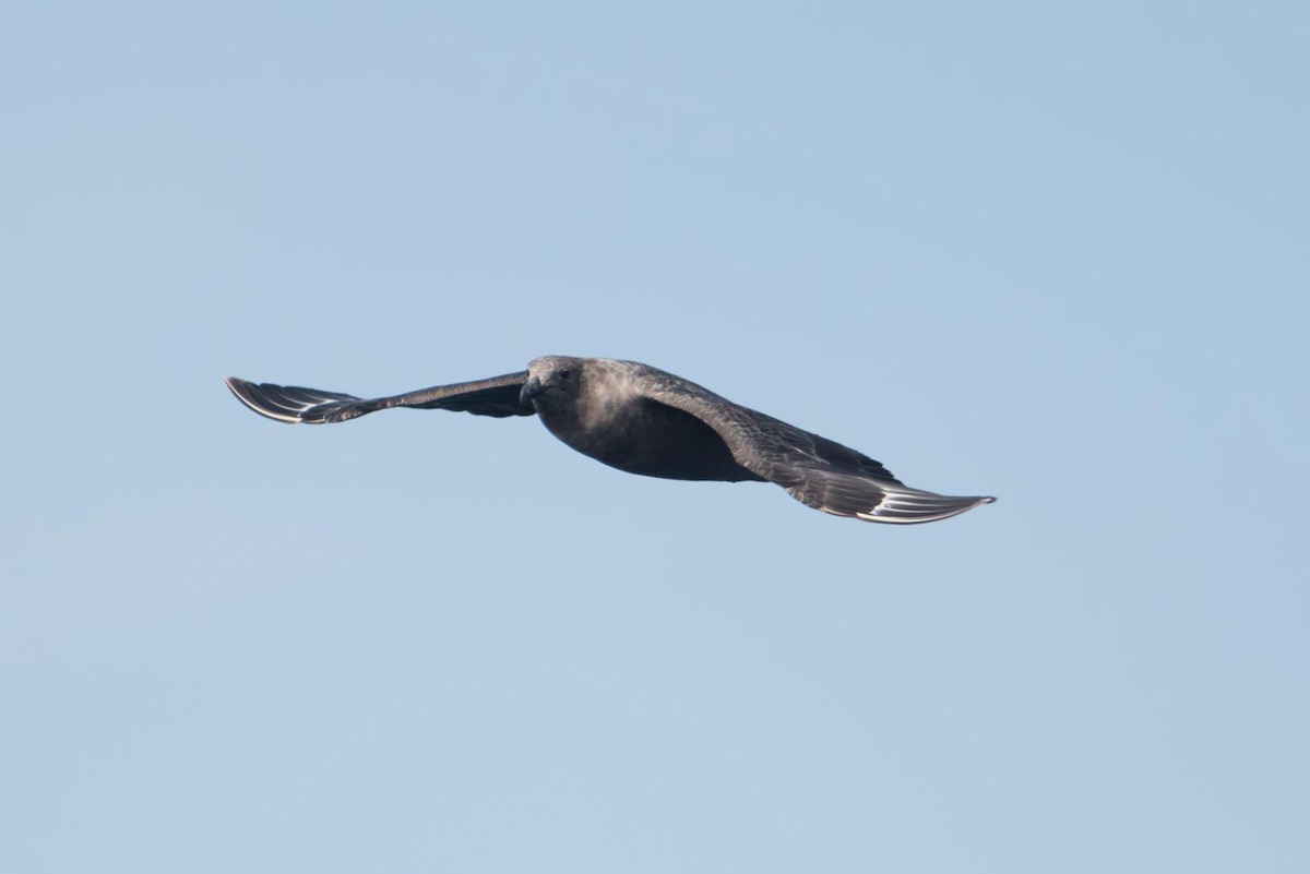 South Polar Skua - ML645493610