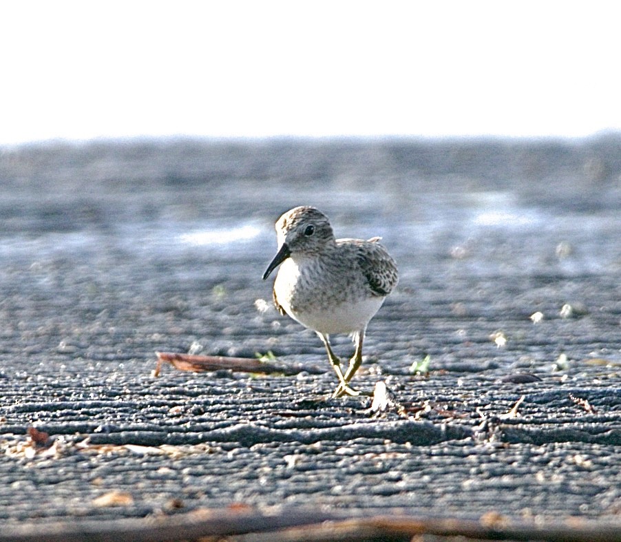 Least Sandpiper - ML645493611