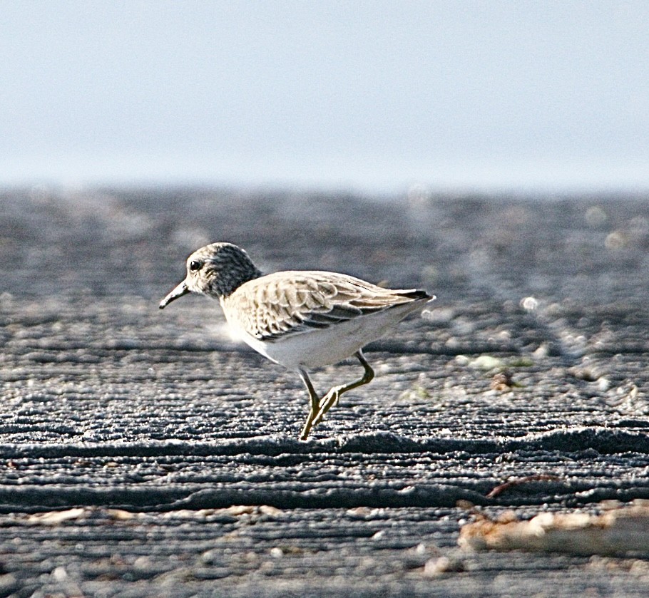 Least Sandpiper - ML645493612