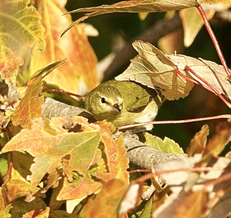 Tennessee Warbler - ML645493621