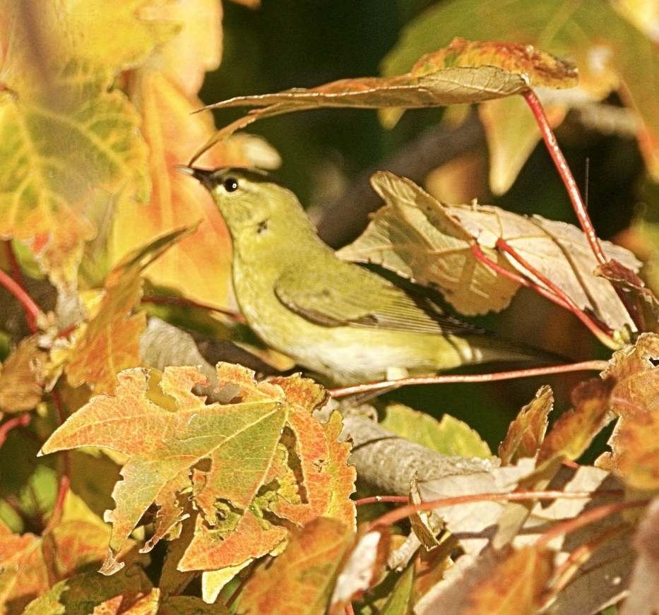 Tennessee Warbler - ML645493622