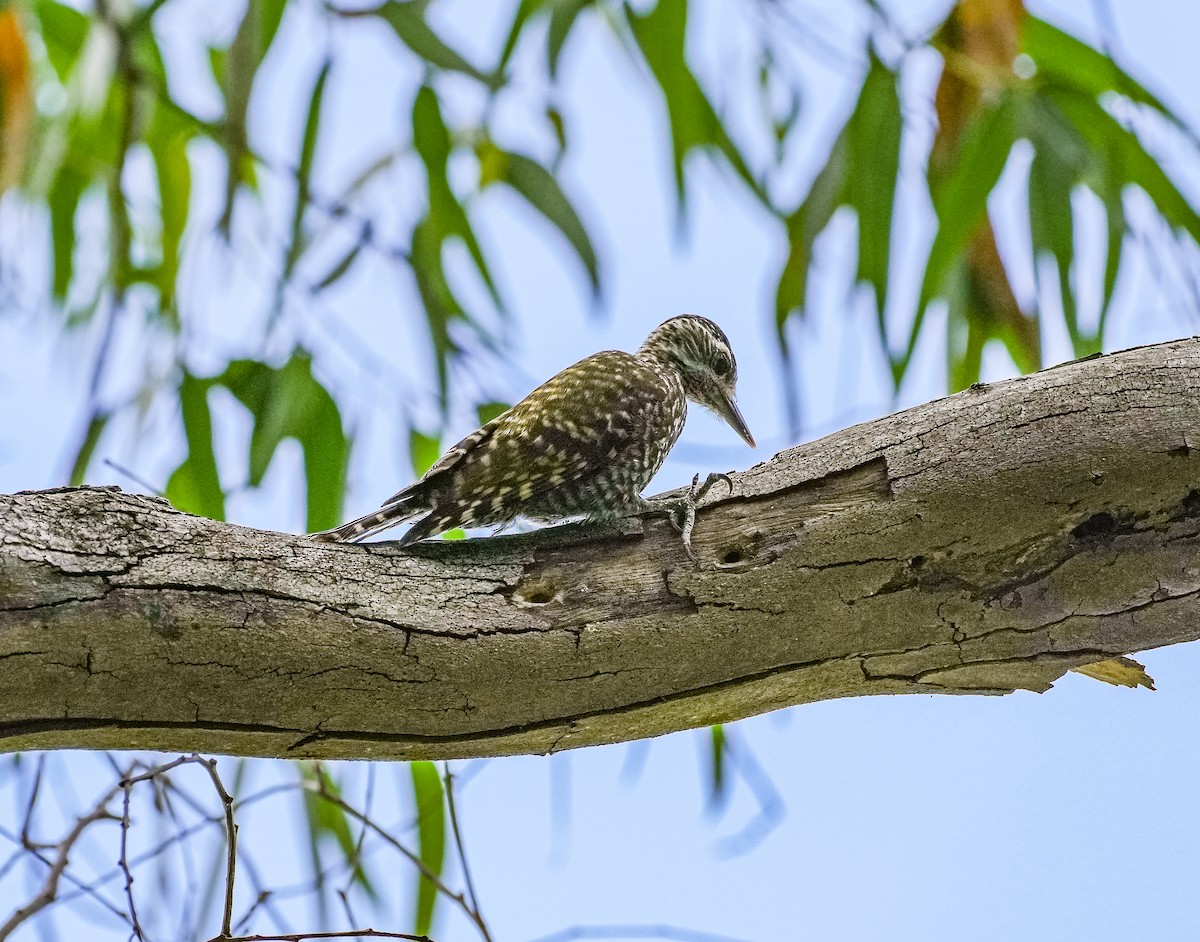 White-spotted Woodpecker - ML645493632