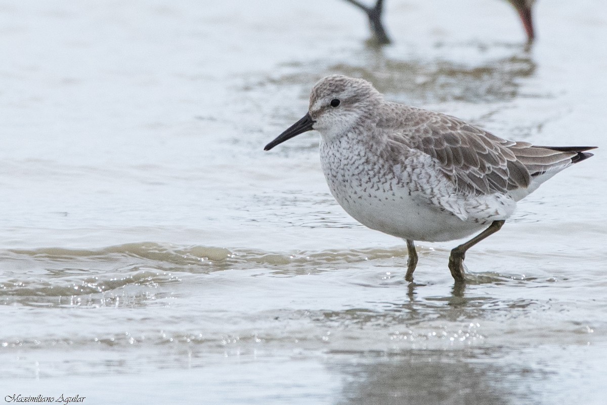 jespák rezavý - ML645493639