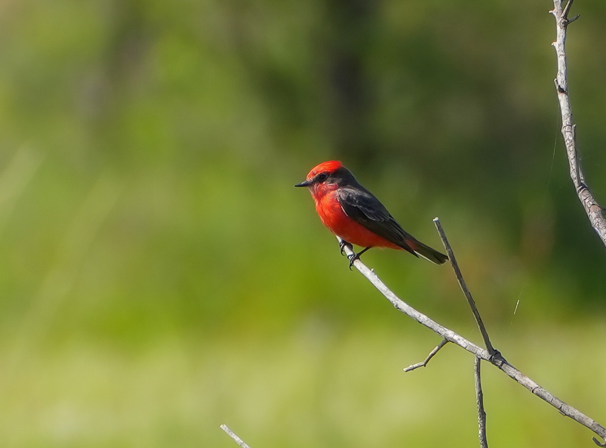 Vermilion Flycatcher - ML645493640