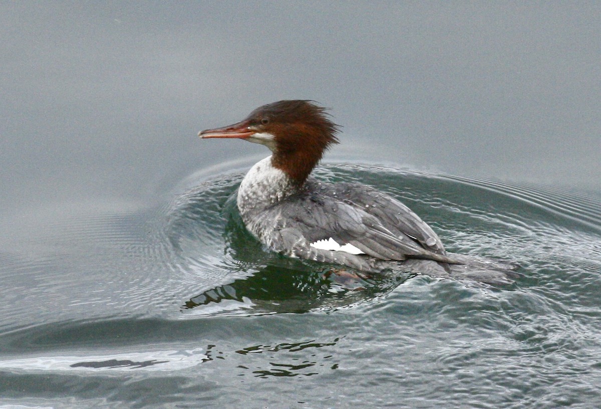 laksand - ML645493642