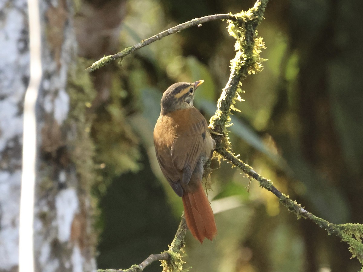 Scaly-throated Foliage-gleaner - ML645493647