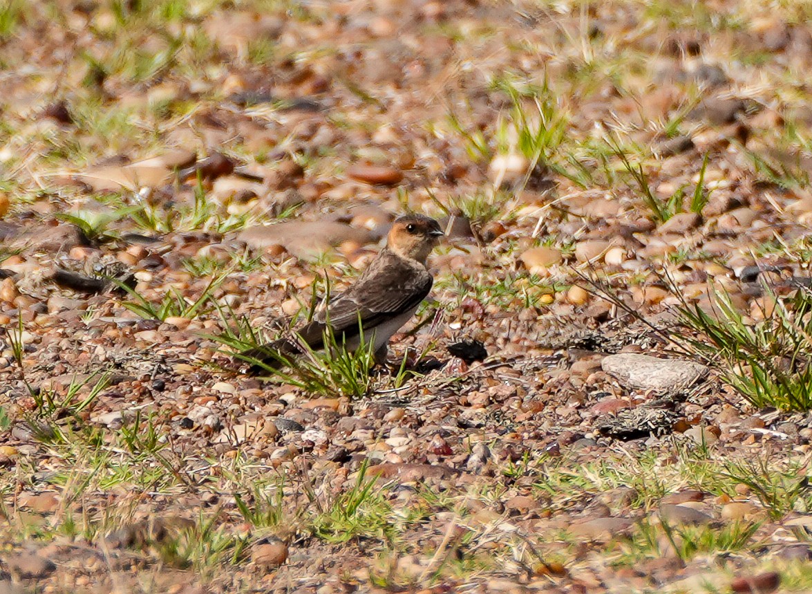 Tawny-headed Swallow - ML645493648