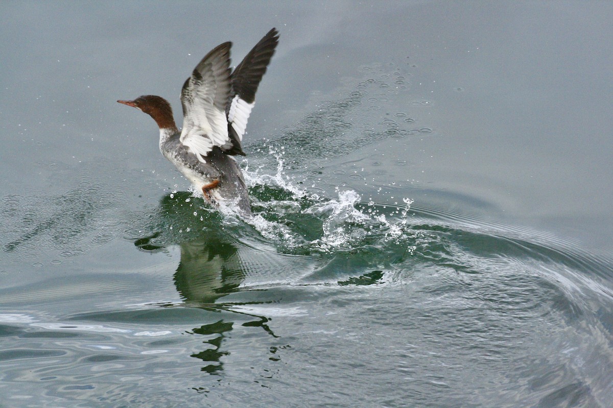 laksand - ML645493649