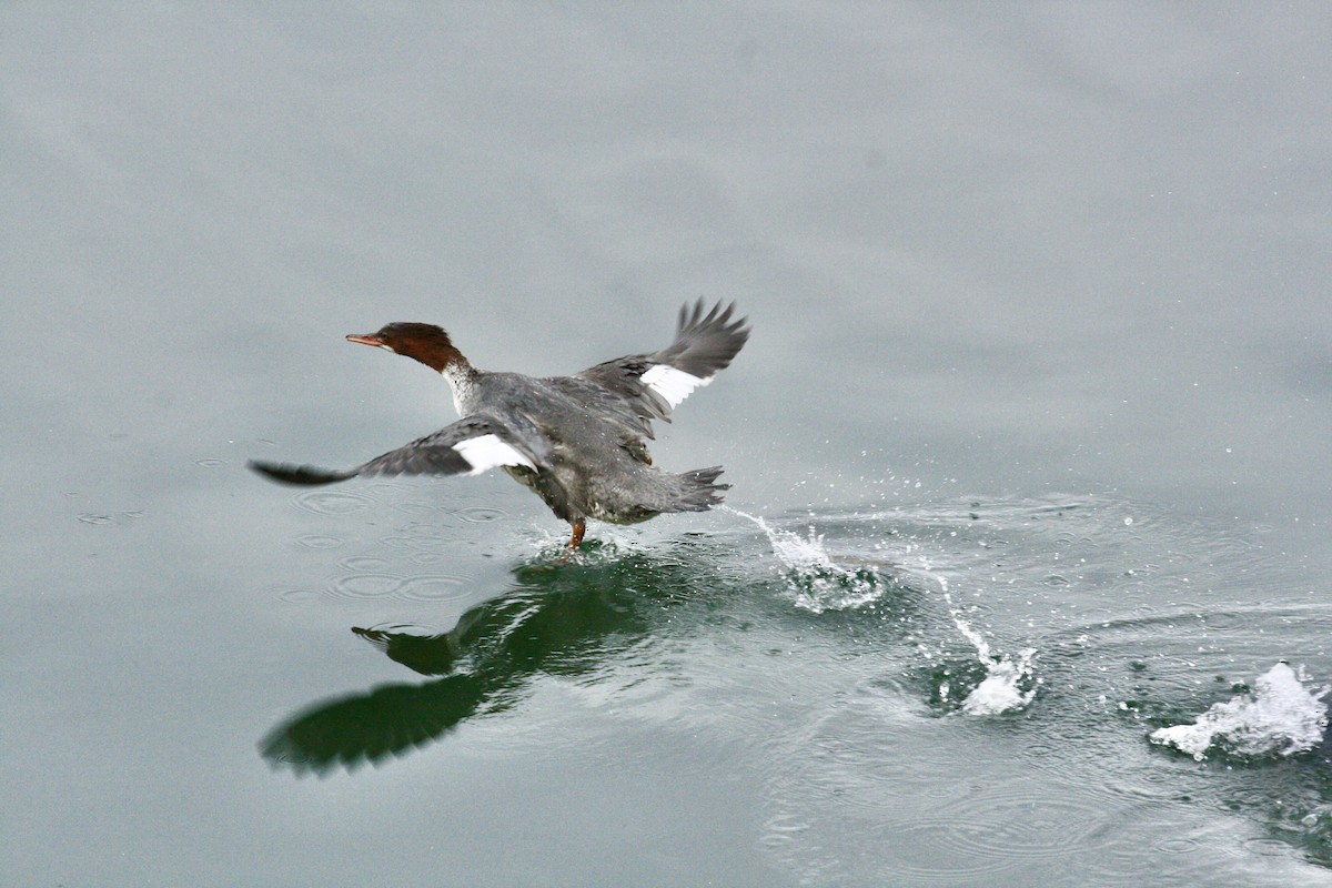 laksand - ML645493651