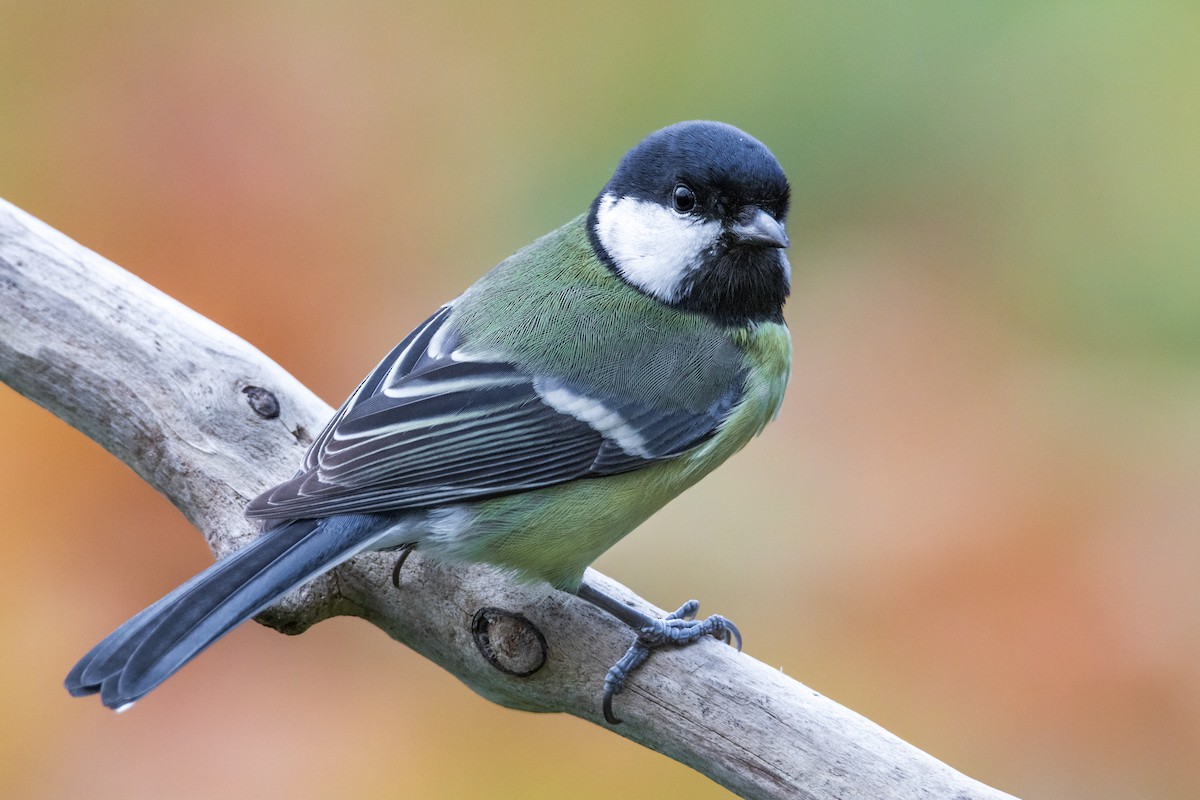 sýkora koňadra - ML645493660