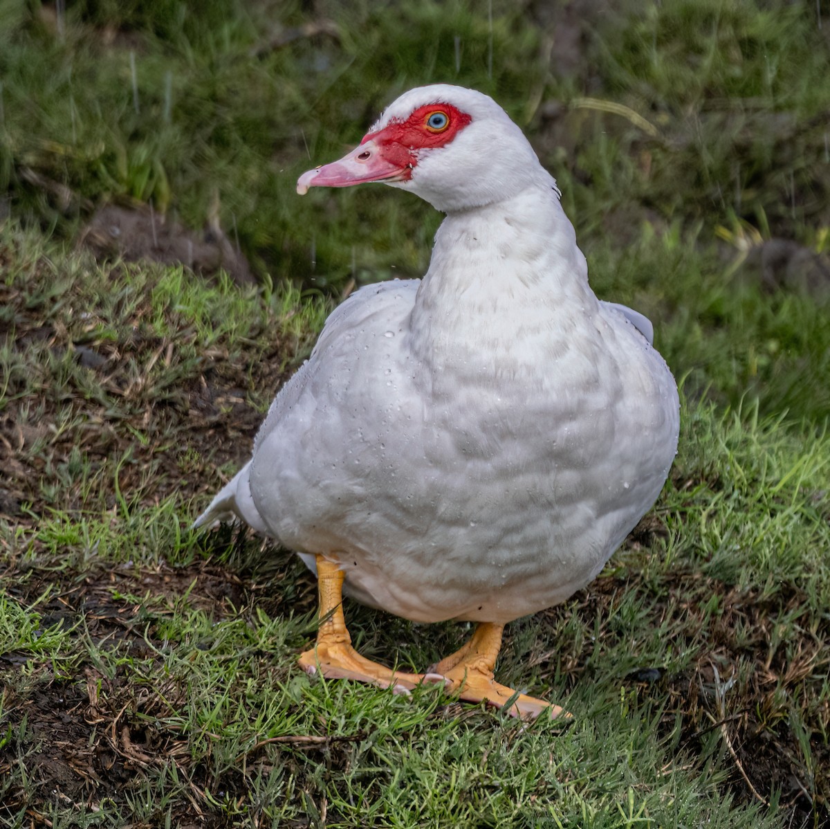 Качка мускусна (свійська) - ML645493662