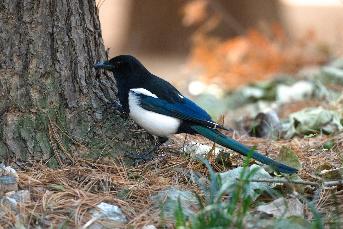 orientskjære - ML645493666