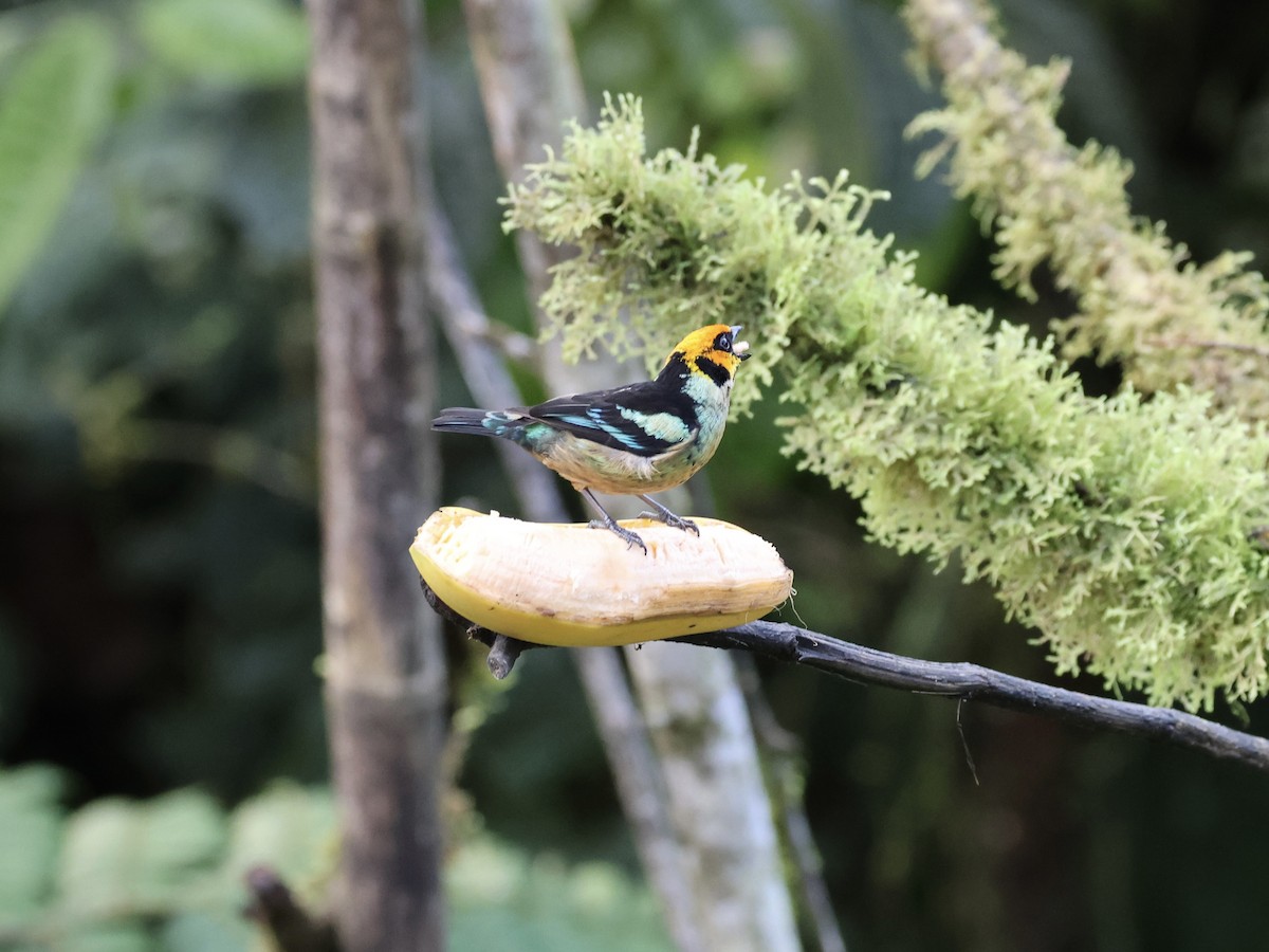 Flame-faced Tanager - ML645493722