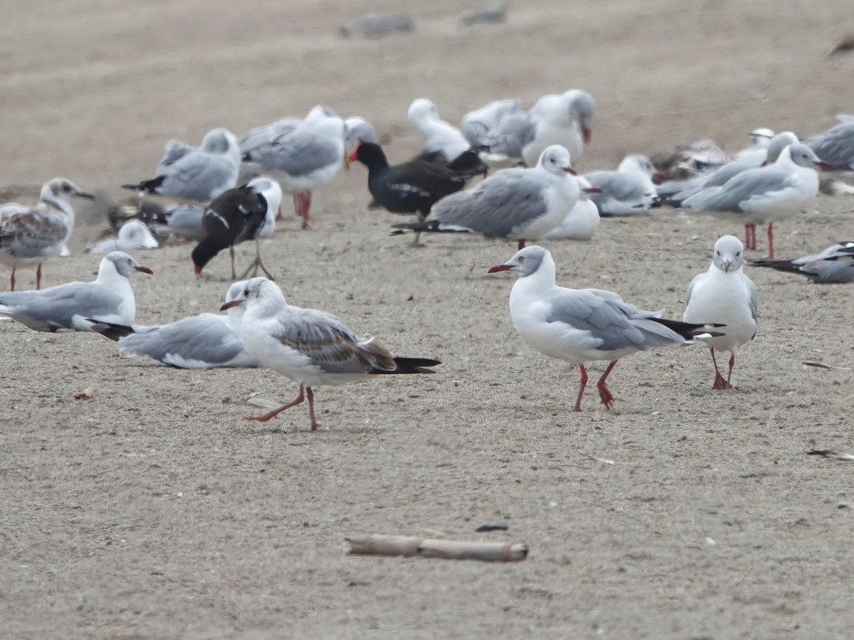 Gray-hooded Gull - ML645493741