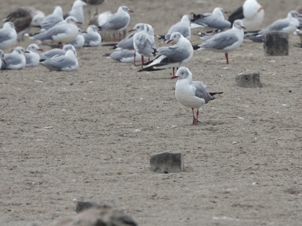 Gray-hooded Gull - ML645493742
