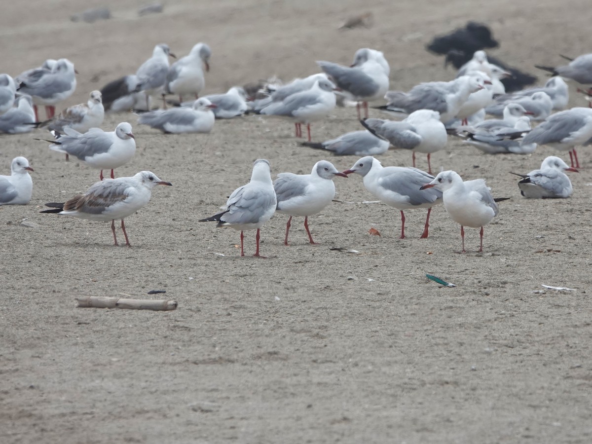 Gray-hooded Gull - ML645493743