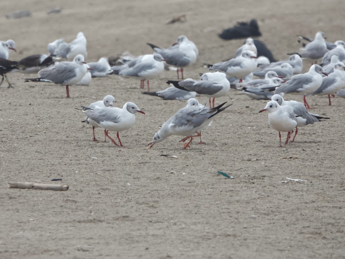 Gray-hooded Gull - ML645493744