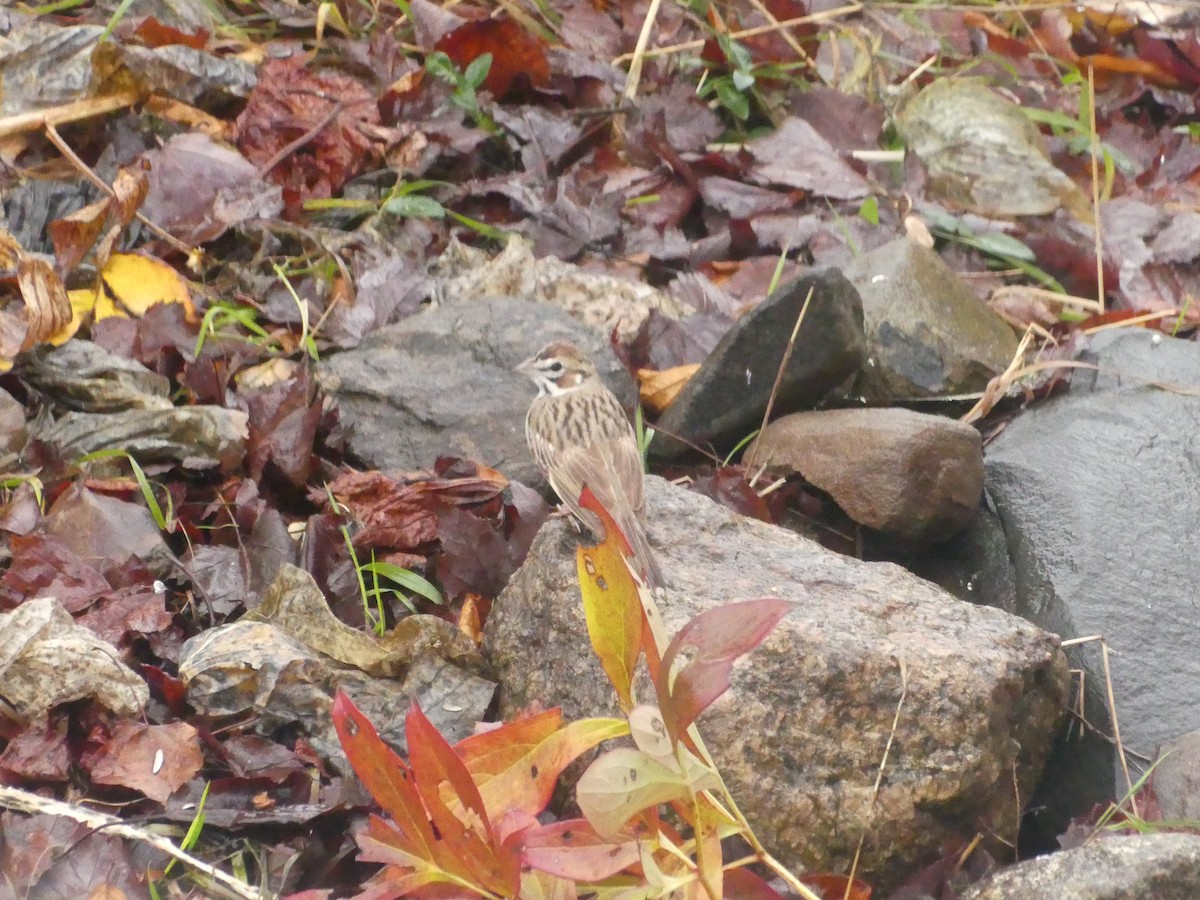 Lark Sparrow - ML645493772