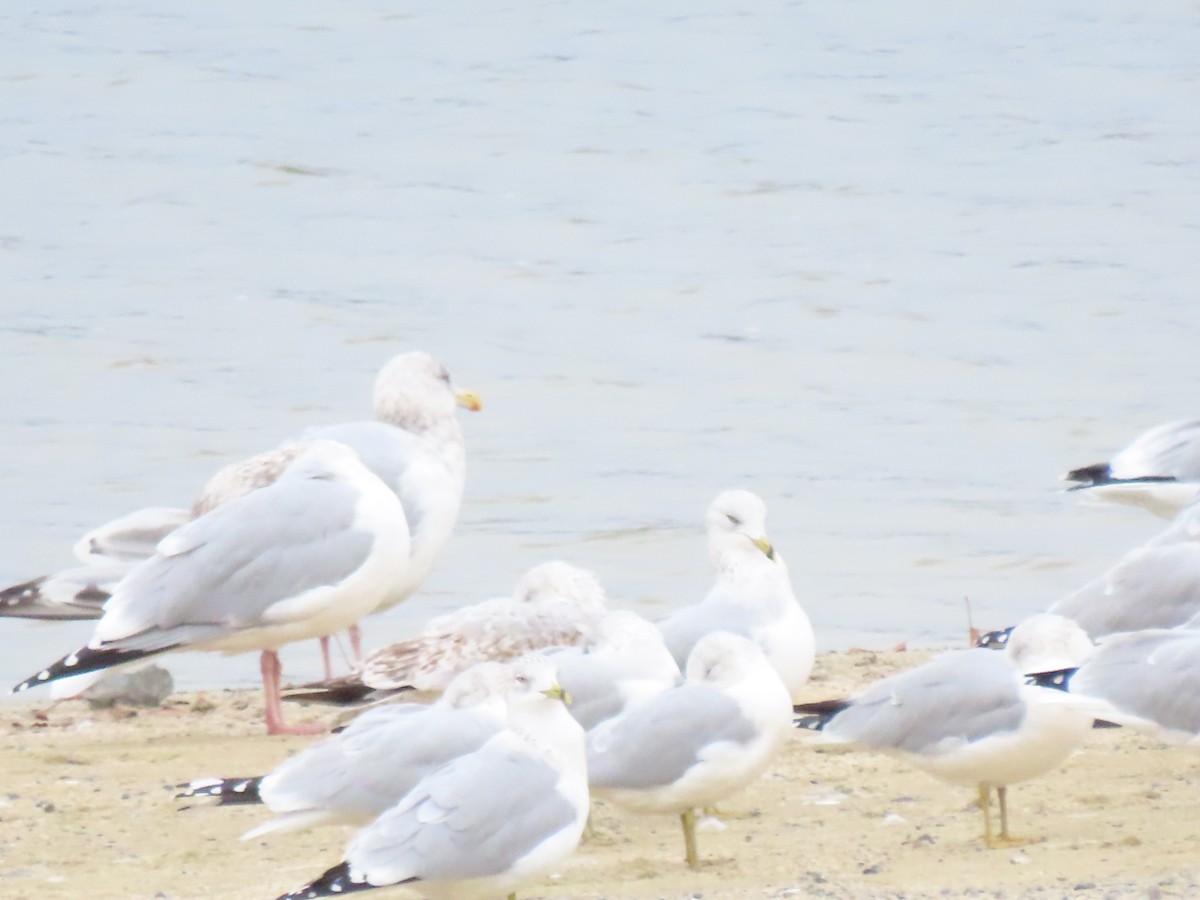 racek americký - ML645493777