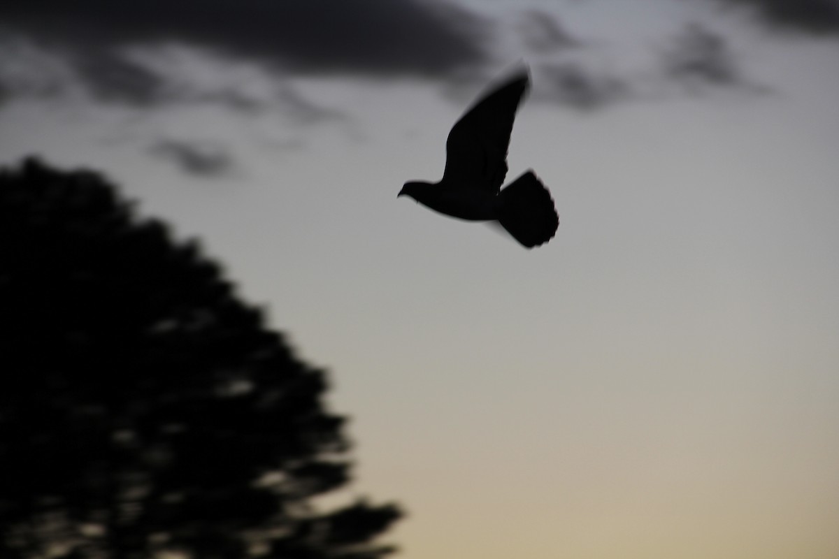 Felsentaube (Straßentaube) - ML645493786