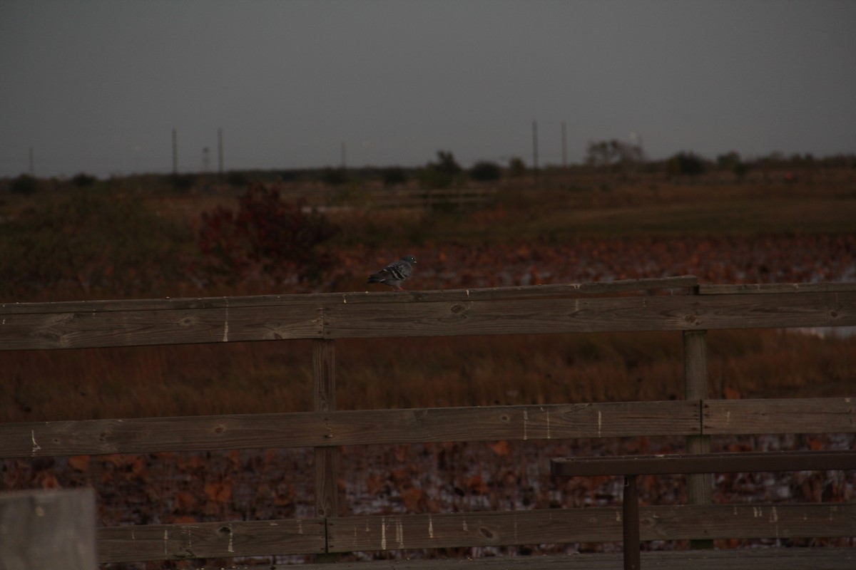 Felsentaube (Straßentaube) - ML645493790