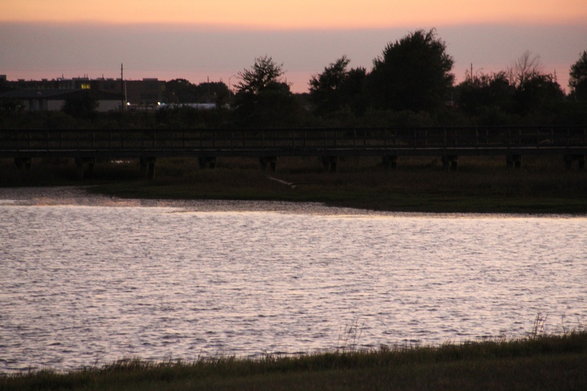 Cooper's Hawk - ML645493800