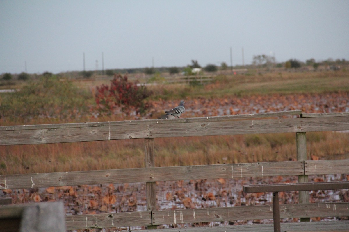 Felsentaube (Straßentaube) - ML645493801