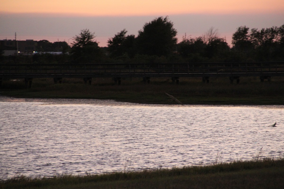 Cooper's Hawk - ML645493806