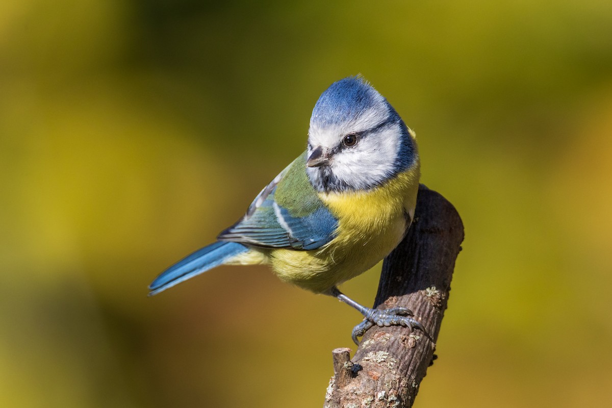 Eurasian Blue Tit - ML645493824