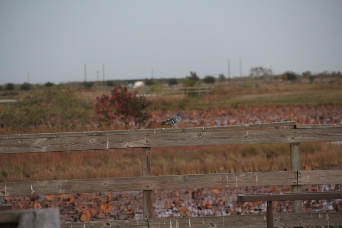 Felsentaube (Straßentaube) - ML645493845