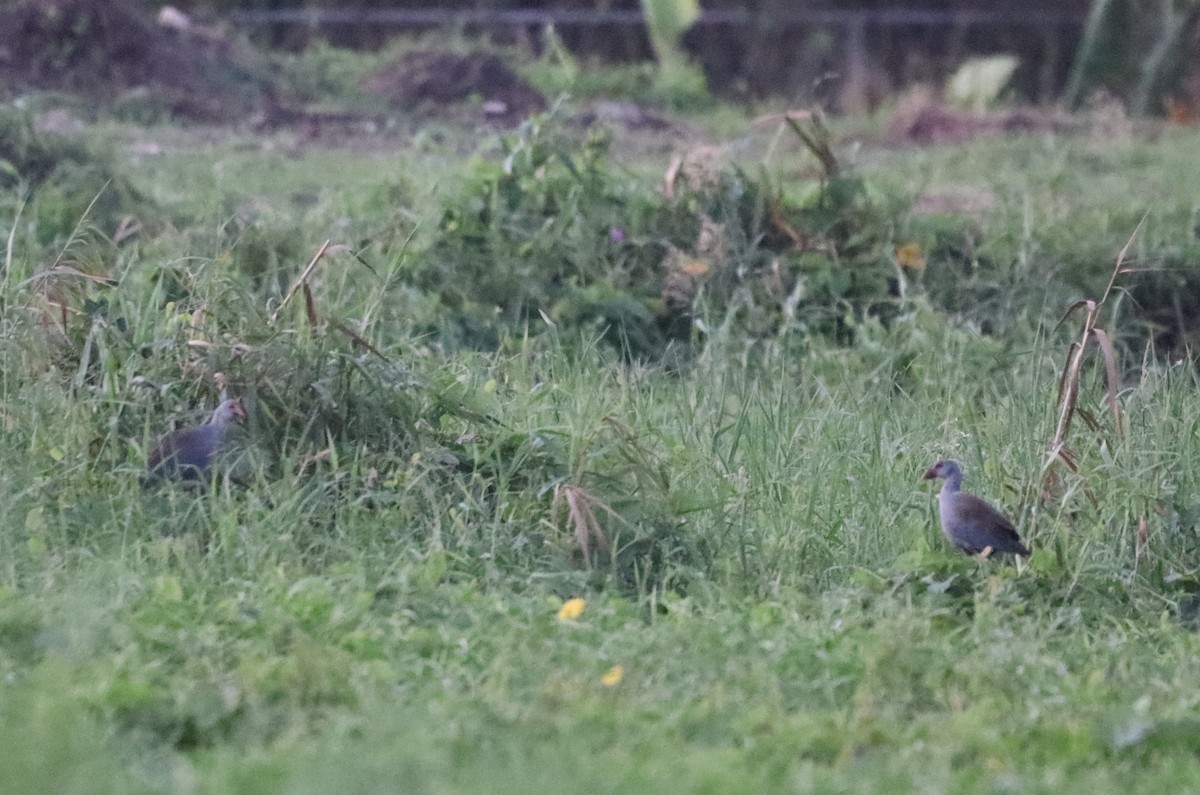 slípka filipínská - ML645493846