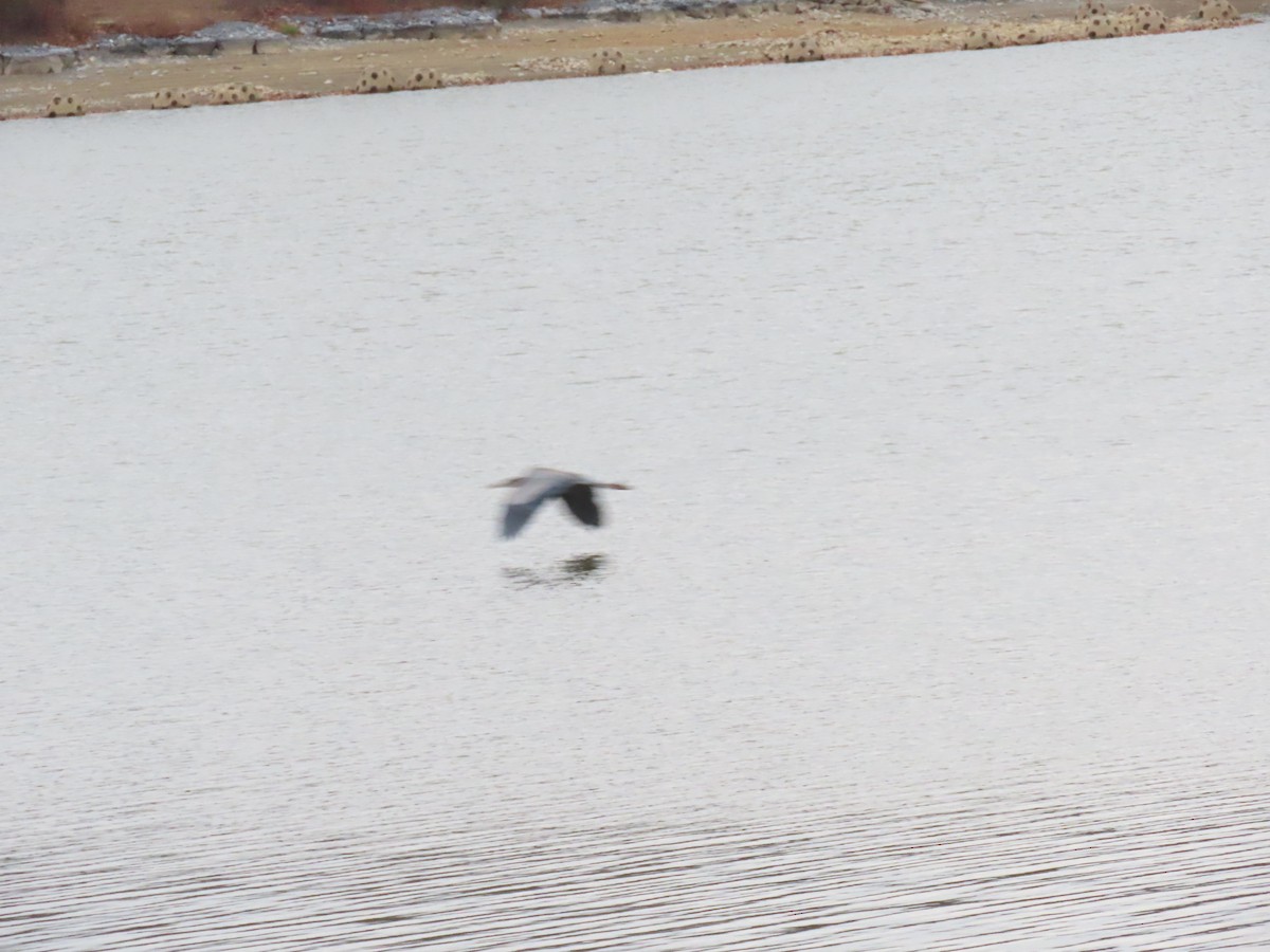 volavka velká - ML645493852