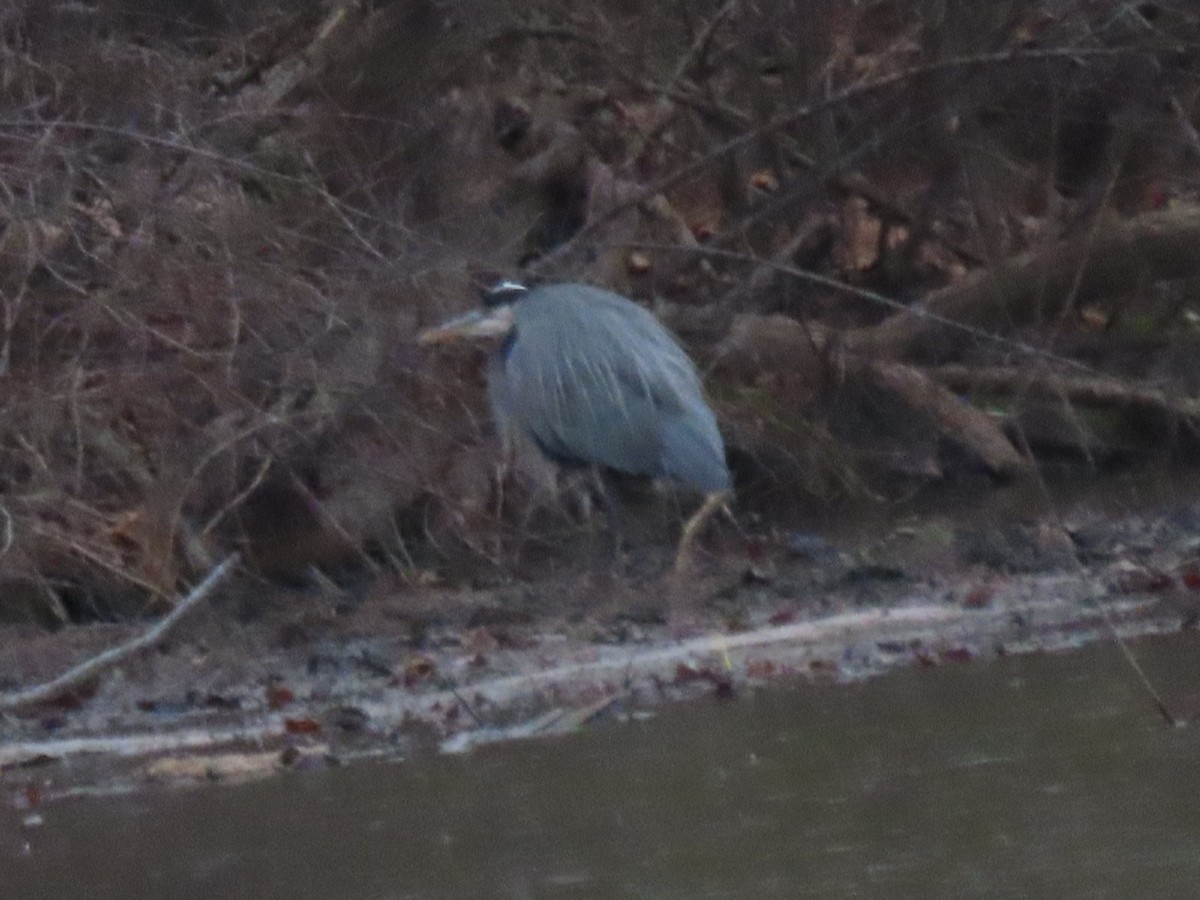 volavka velká - ML645493856