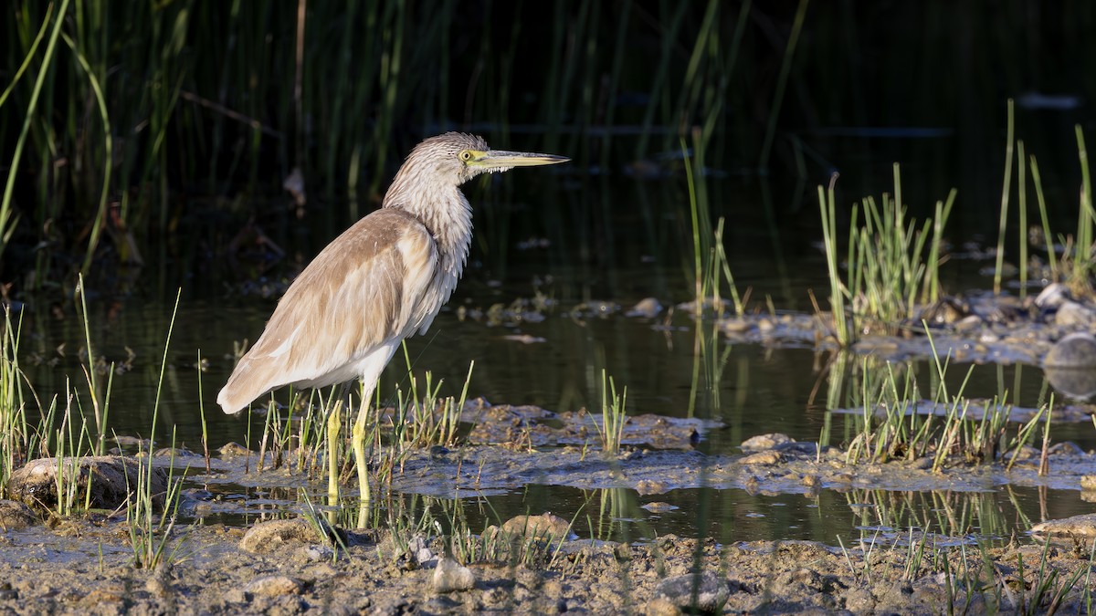 Squacco Heron - ML645493863
