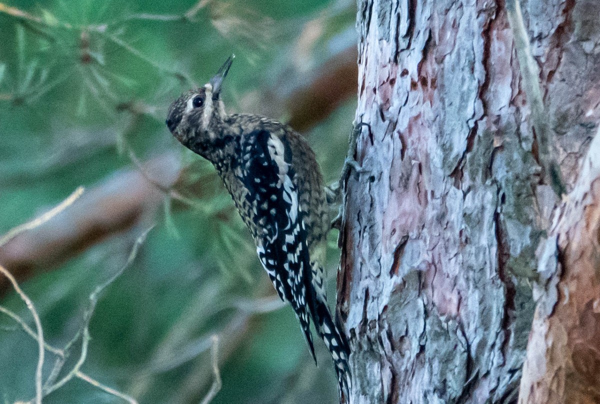 Yellow-bellied Sapsucker - ML645493864