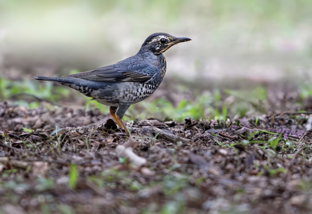 Siberian Thrush - ML645493868