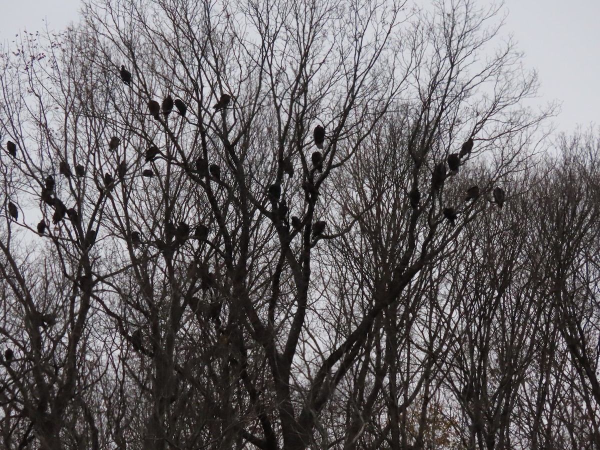 kondor krocanovitý - ML645493869