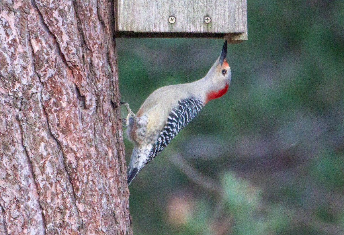 Red-bellied Woodpecker - ML645493870