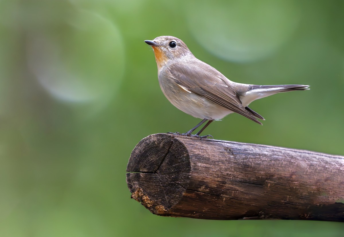 Taiga Flycatcher - ML645493874