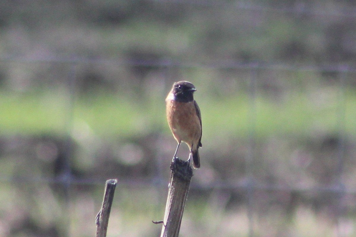 European Stonechat - ML645493884