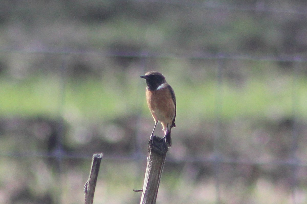 European Stonechat - ML645493885