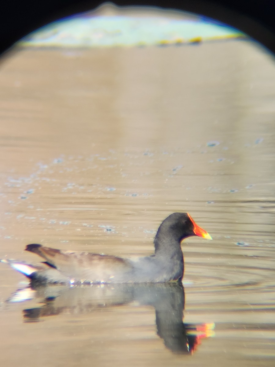 Курочка латиноамериканська - ML645493887