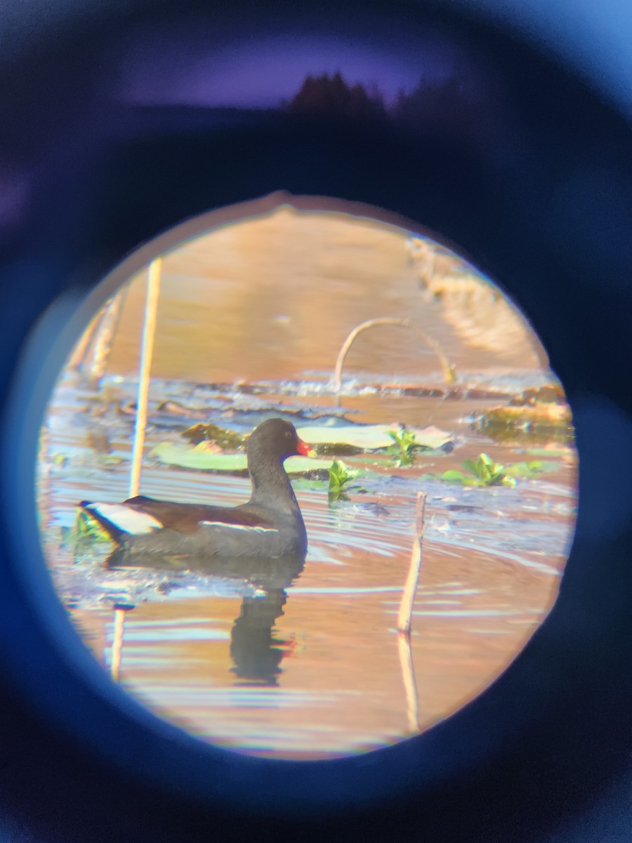 Курочка латиноамериканська - ML645493888