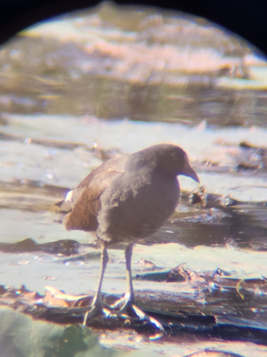 Курочка латиноамериканська - ML645493889