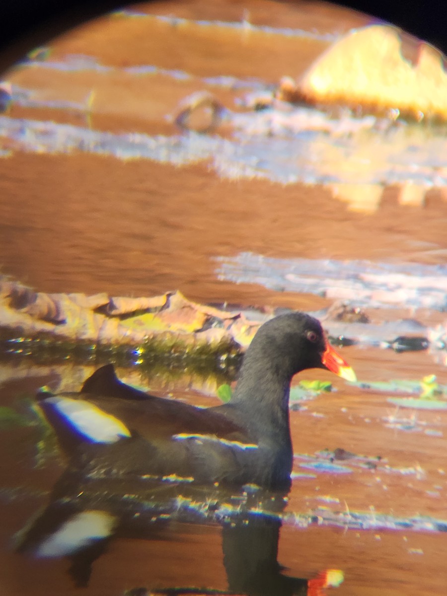 Курочка латиноамериканська - ML645493890